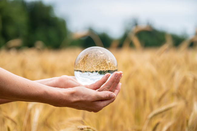 hands holding a glass ball in a wheat field, representing an organization that uses Optima's nonprofit CFO services hands holding a glass ball in a wheat field, representing an organization that uses Optima's nonprofit CFO services